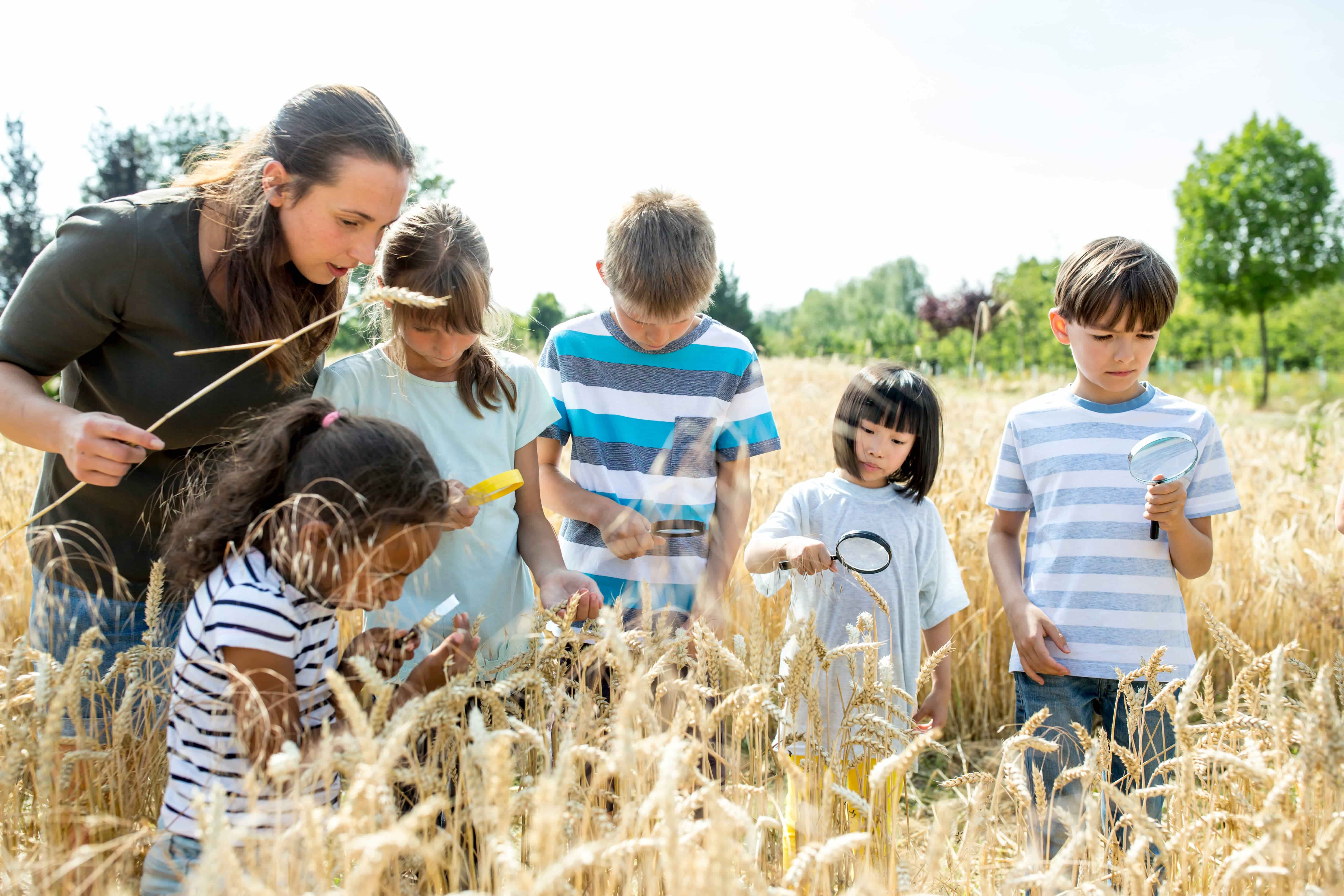 Bannière de L'école des Céréales Bannière de L'école des Céréales