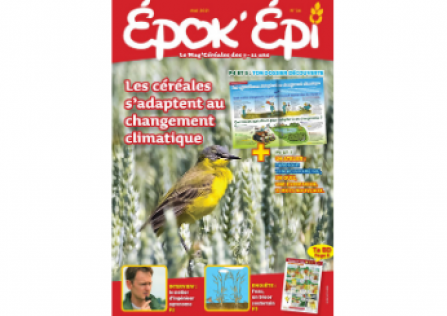 EPOK'EPI N°24 : LES CÉRÉALES S'ADAPTENT AU CHANGEMENT CLIMATIQUE