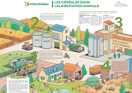 Poster Les céréales dans l'alimentation animale