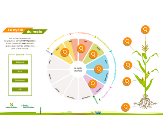 Le cycle du maïs Le cycle du maïs