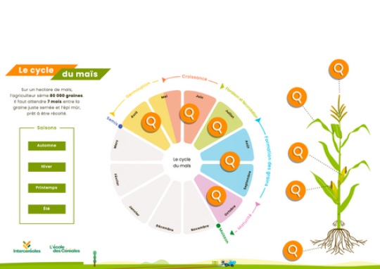 Le cycle du maïs