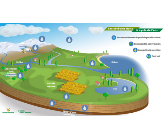 le cycle de l'eau