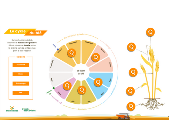 Le poster interactif du cycle du blé