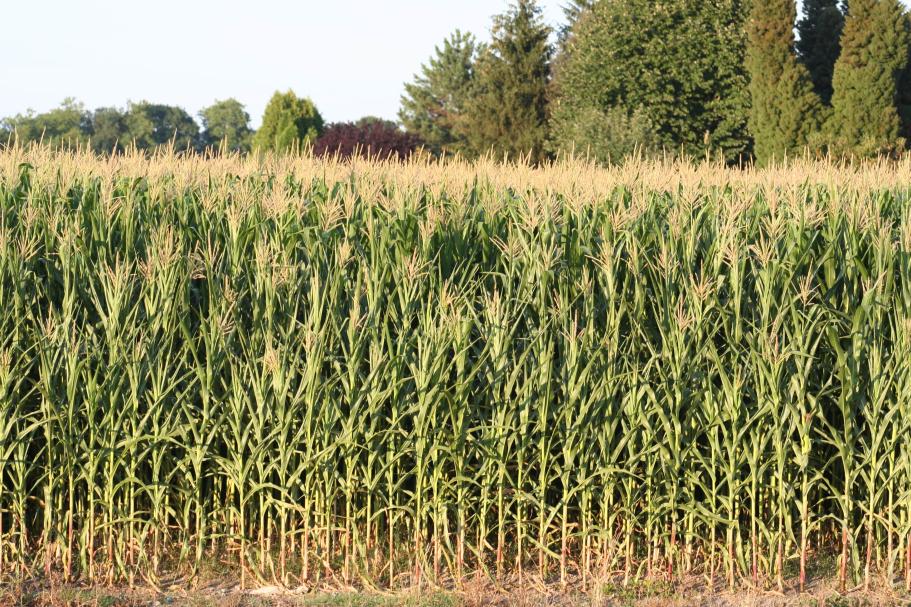 Fermer La Balle De Blé Planté Dans Un Champ Banque D'Images et