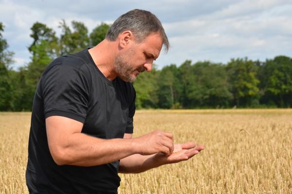 Observation stade de maturation du grain